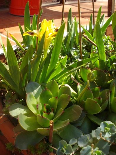 debut de aprilie (22)