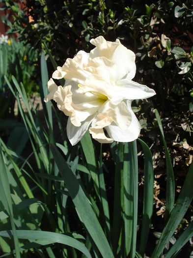 debut de aprilie (23)