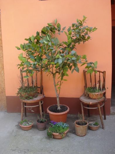 debut de aprilie (24)