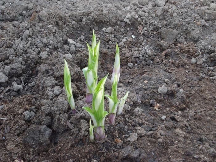 gradinuta pentru hosta (6) - hosta