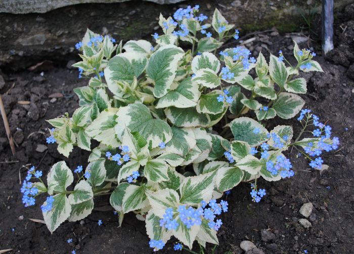 Brunnera macrophylla Variegata