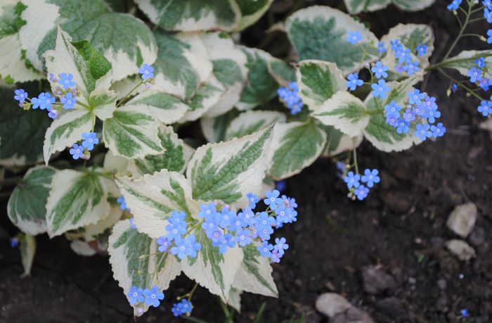 Brunnera macrophylla Variegata