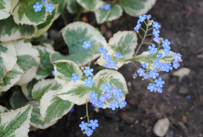 Brunnera macrophylla Variegata ❤️❤️❤️