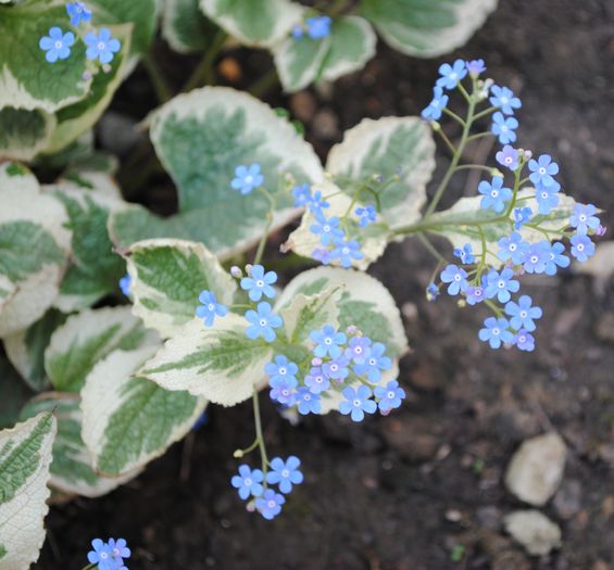 Brunnera macrophylla Variegata