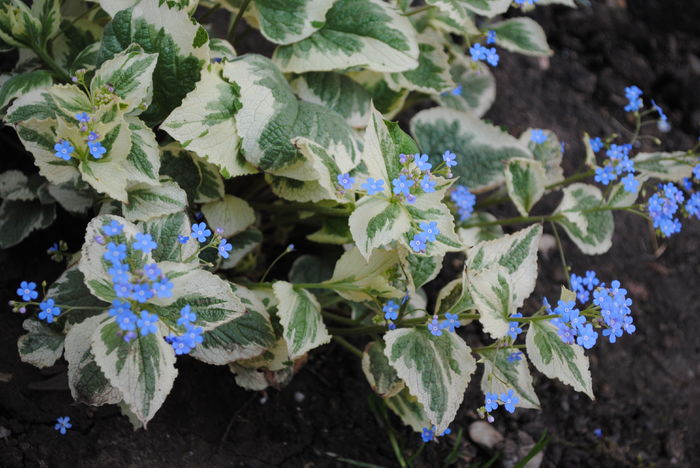 3 apr,Brunnera macrophylla Variegata