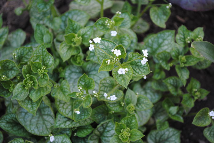 Brunnera mr morse
