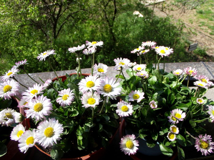 bellis 1 - flori gradina si balcon