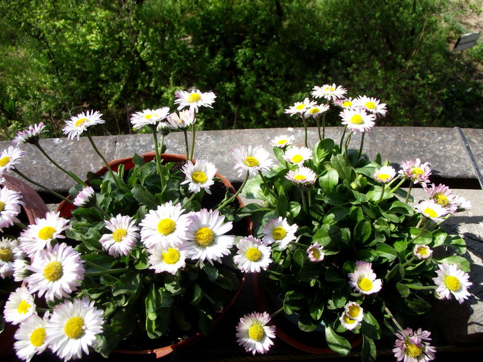 paralute - flori gradina si balcon