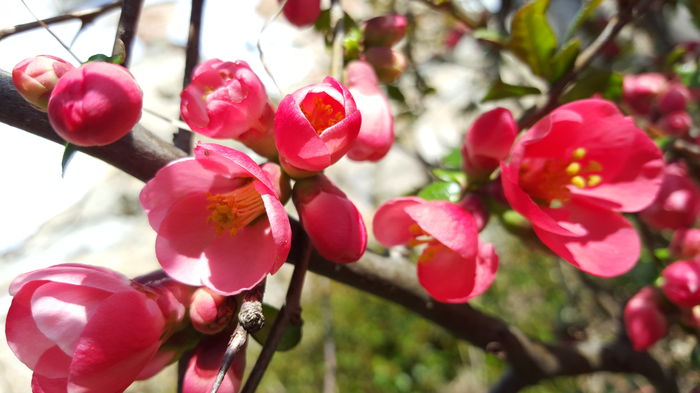 Chaenomeles japonica – Gutui japonez - In jurul casei