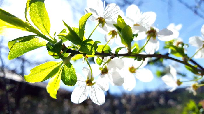 Flori de corcodus; 02.04.2016
