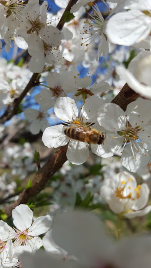 Albinele in vizita la corcodus - Pomii din gradina 2016
