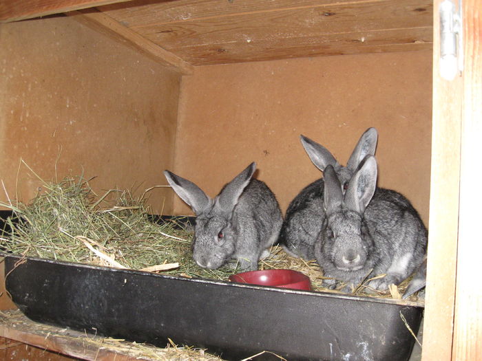 pui de marele chinchila -Adam R