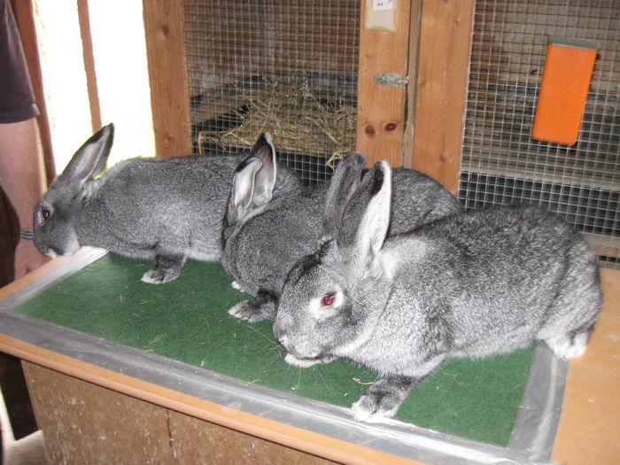 mai sant de vanzare la Adam R