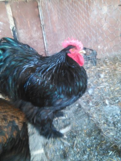 IMG_20160403_173147; 120 lei
