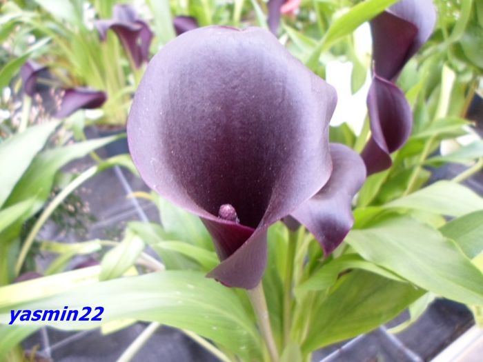 143 Cala 12 mar.2016