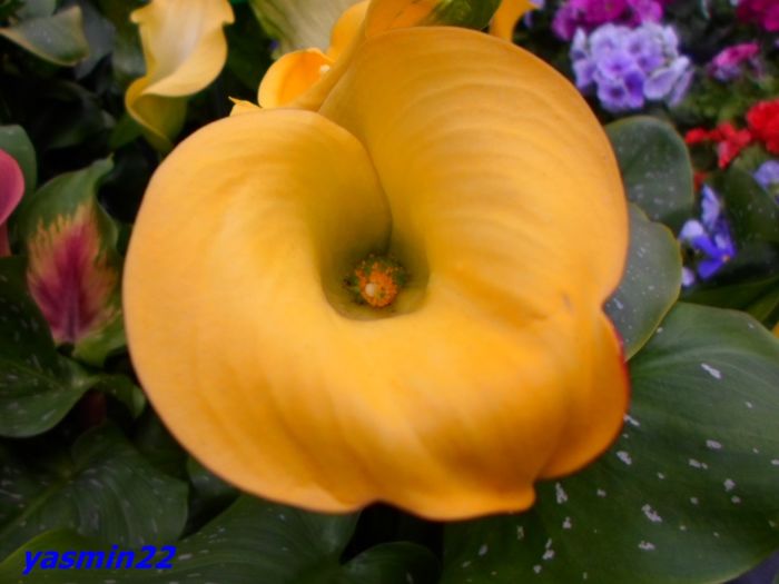 147 Cala 12 mar.2016