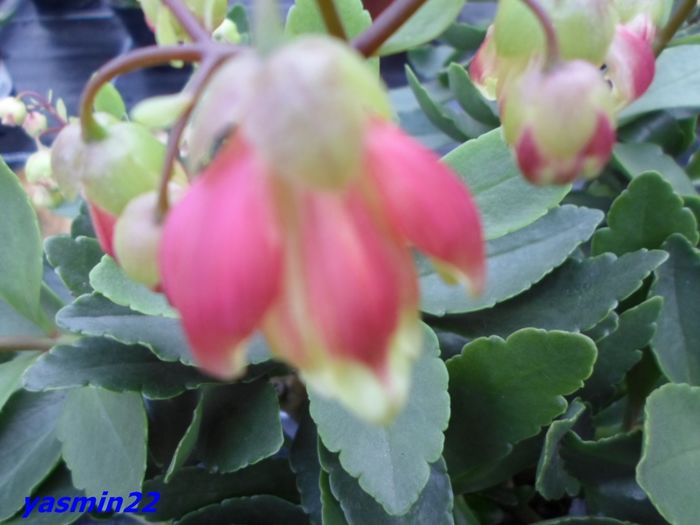 160 Kalanchoe  12 mar.2016