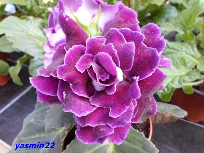 163   12 mar.2016 - 2-Gloxinia- Îngrijirea gloxiniei