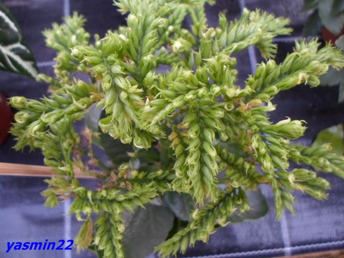 174 Kalanchoe `Croco`12 mar.2016 - Expozitie de flori