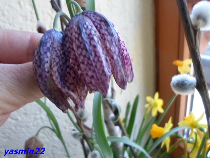 245   22 mar.2016 - Expozitie de flori