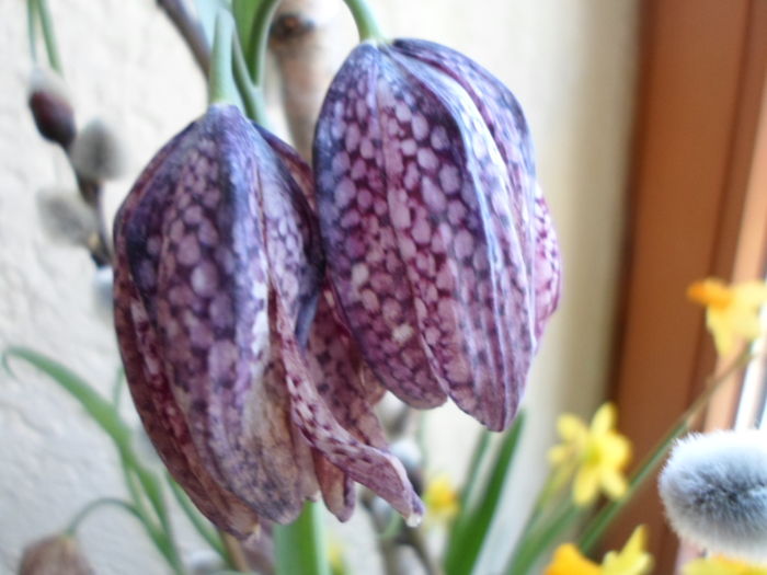 246   22 mar.2016 - Expozitie de flori