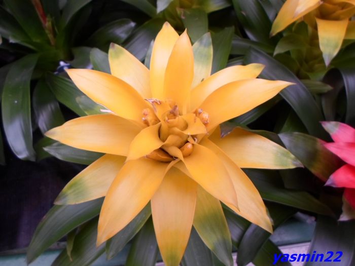 216 Bromelia 21 mar.2016 - Expozitie de flori
