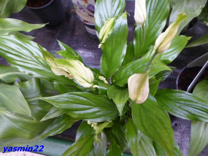 226 Spathiphyllum - Expozitie de flori