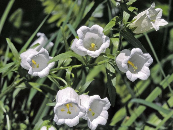 campanula medium