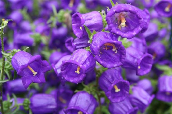 campanula medium