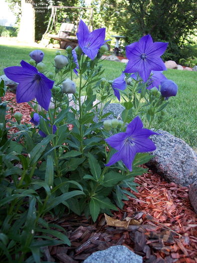 platycodon(floarea balon)