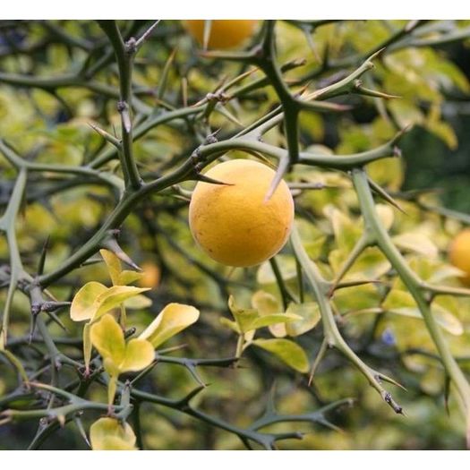 poncirus trifoliata(lamai de gradina)