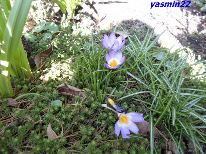 185 Krokus - X-Flori de primăvară