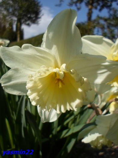 188 Narcise - X-Flori de primăvară