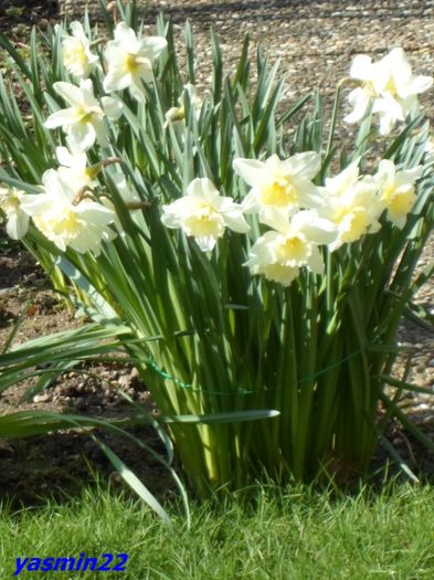 189 Narcise - X-Flori de primăvară
