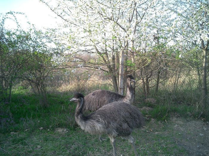 03.04.2016 - 6-strut EMU