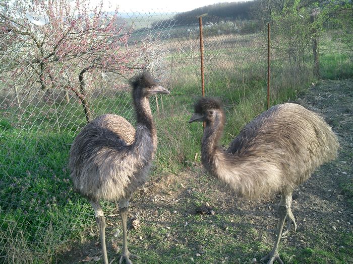 183 - 6-strut EMU