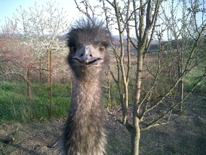 03.04.2016 - 6-strut EMU