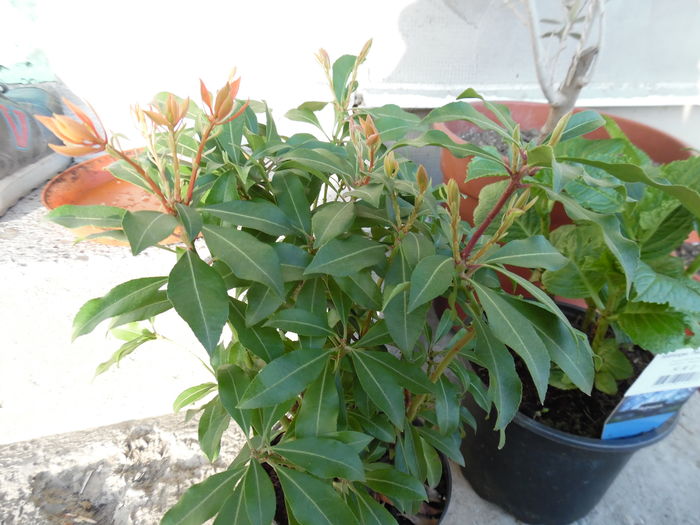 pieris jap forest flame