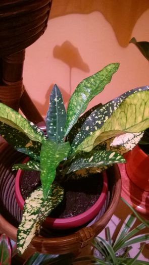 WP_20160403_20_35_27_Pro; Croton
