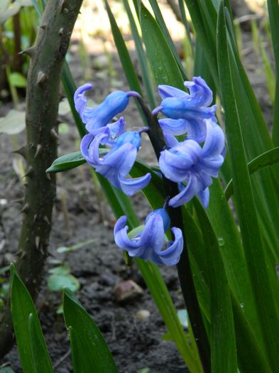 DSCN3363 - 2016 MARTIE 4