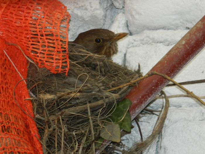 DSCN3364 - 2016 MARTIE 4