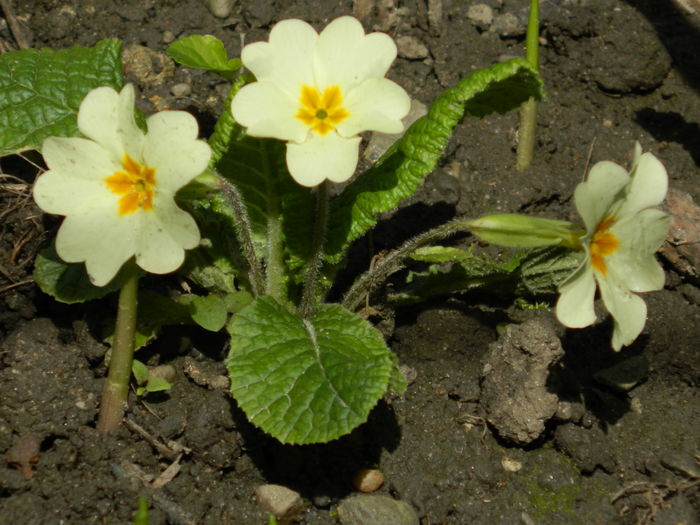 DSCN3371 - 2016 MARTIE 4