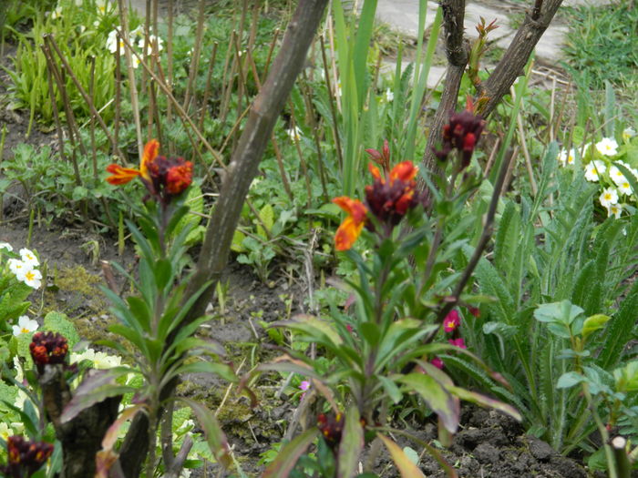 DSCN3374 - 2016 MARTIE 4