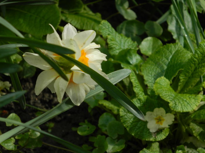 DSCN3376 - 2016 MARTIE 4