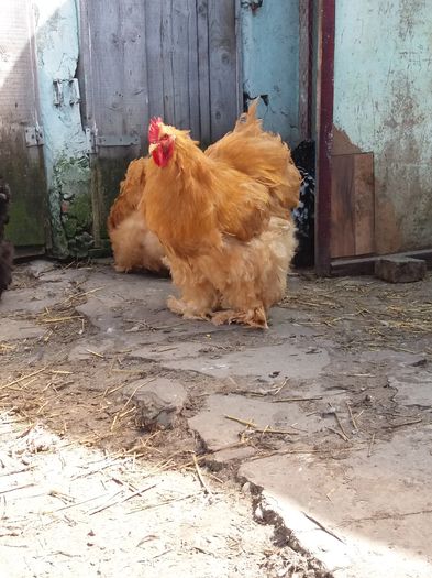 20160402_135958 - Cochin galben