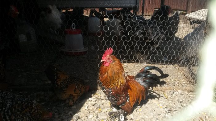 20160401; Noua achiziție
