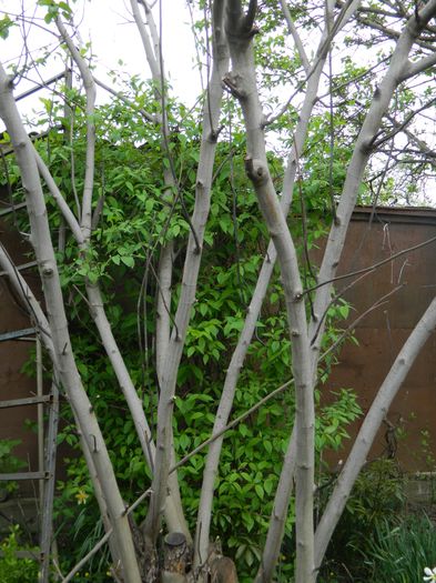 DSCN3954 - 2016 APRILIE
