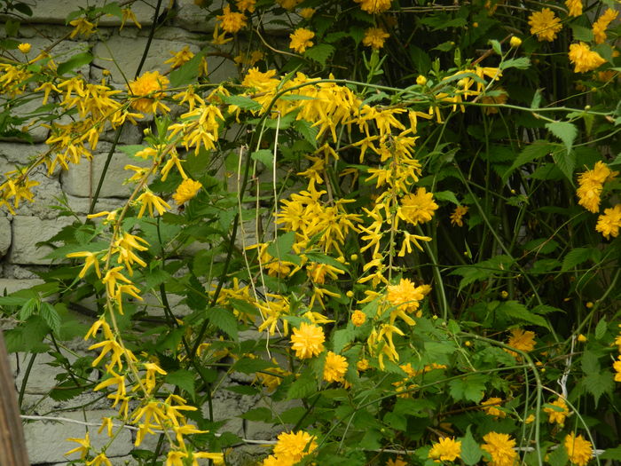 DSCN3971 - 2016 APRILIE