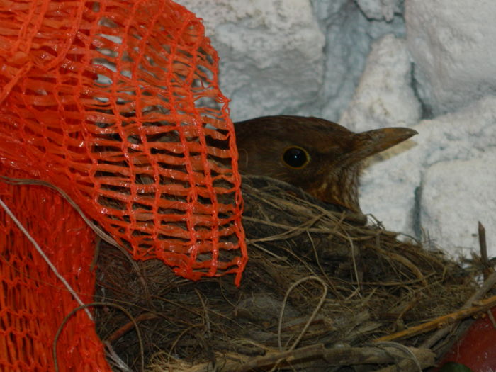 DSCN3975 - 2016 APRILIE