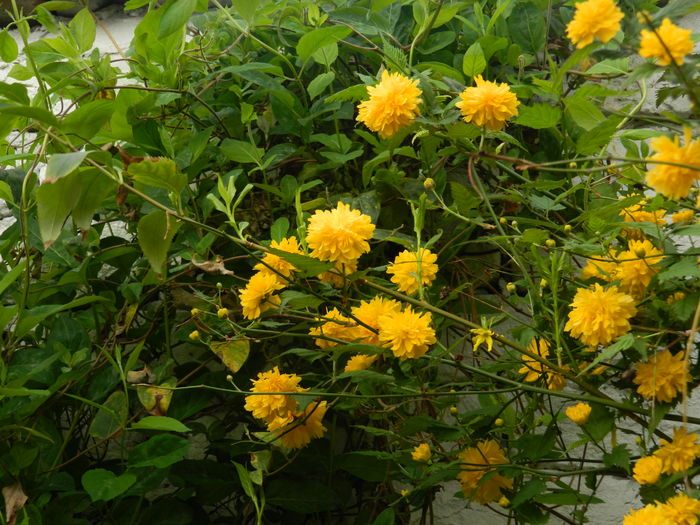 DSCN3977 - 2016 APRILIE